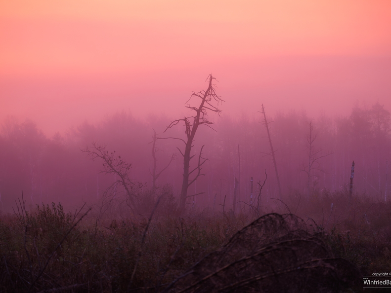 Morgenrot Pfrunger-Burgweiler Ried